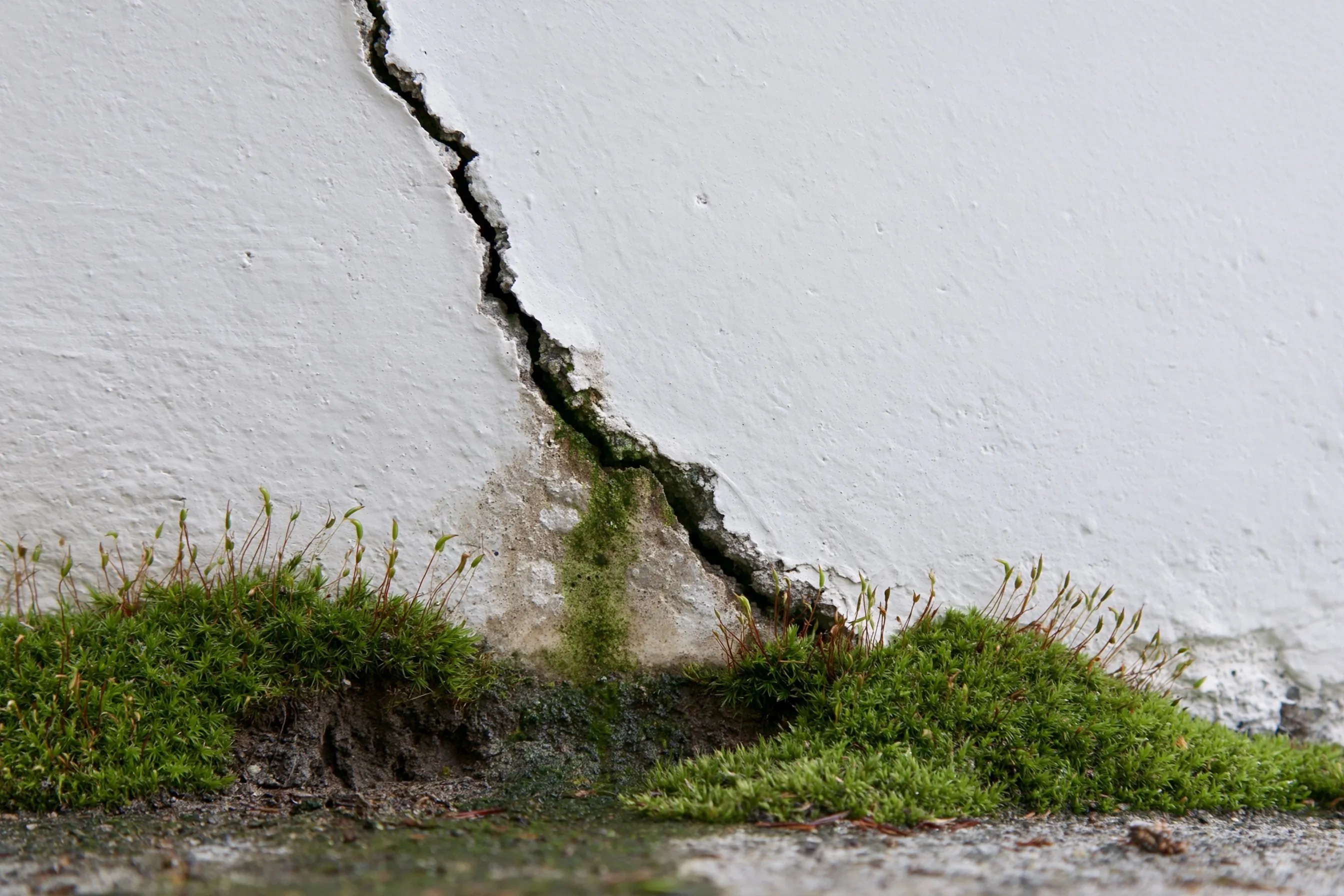 Close-up of a diagonal crack in a painted poured-concrete foundation wall, with moss at the soil line and a damp stain below the crack